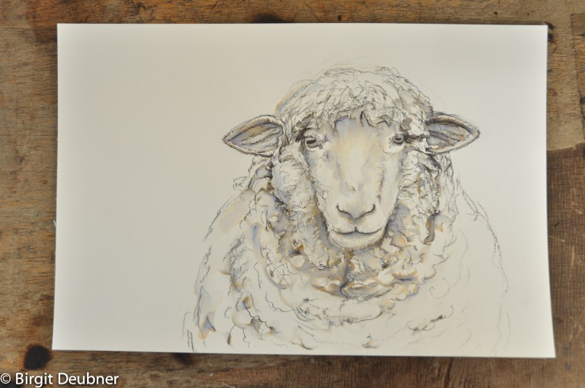 2015_Deubner_sheep_drawing_1500pixels_DSC_1879-2
