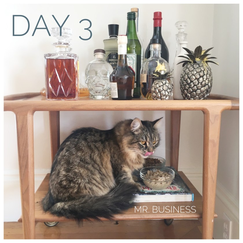 Over7Seas_Petsitting_SanFrancisco