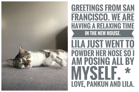 over7seas_rover_petsitting_housesitting_greetingcard_IMG_1221