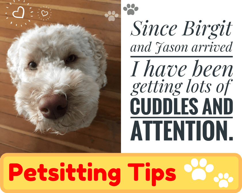 Photo of a creme coloured, beige, labradoodle dog with a pink nose, looking up and at the camera. 